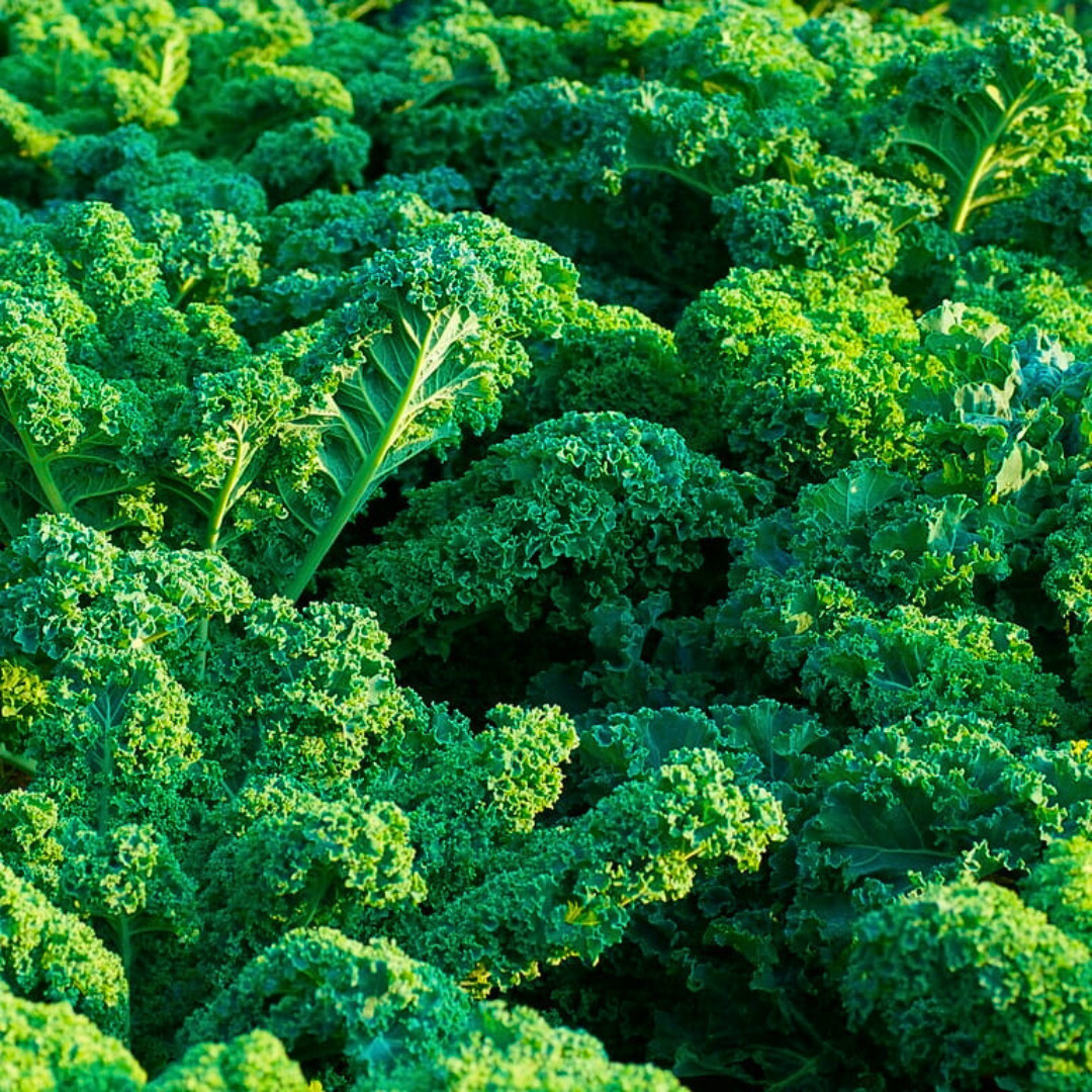 Fresh Blue Scotch Curled Kale Seeds | Heirloom Non-GMO | Fresh Vegetable Seeds