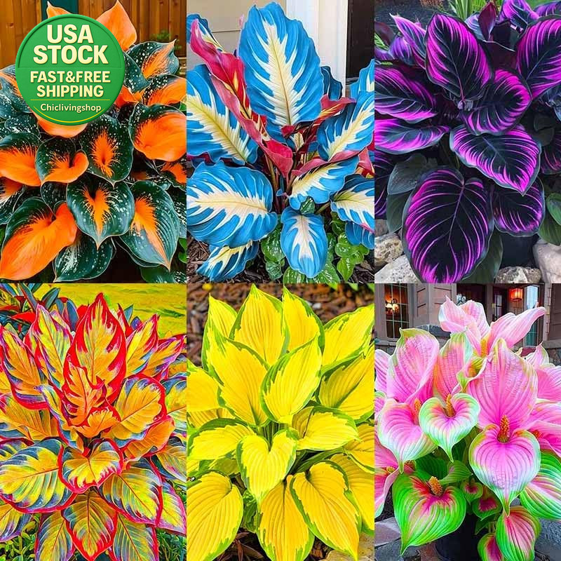 185 Mixed Color Hosta Seeds Shade Cold Tolerant Perennials Ground Cover Pots