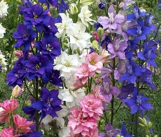 ROCKET LARKSPUR Delphinium Consolida Ajacis – 1,500 Bulk Seeds