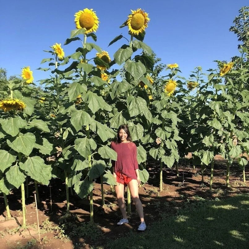 25+ SUNFLOWER SEEDS — STRIPED — SUPER TALL — GIANT —– HEIRLOOM