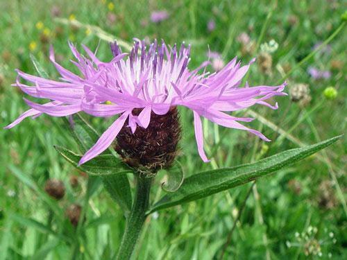 Centaurea nigra | Black or Lesser Knapweed | Hardheads | 10 Seeds