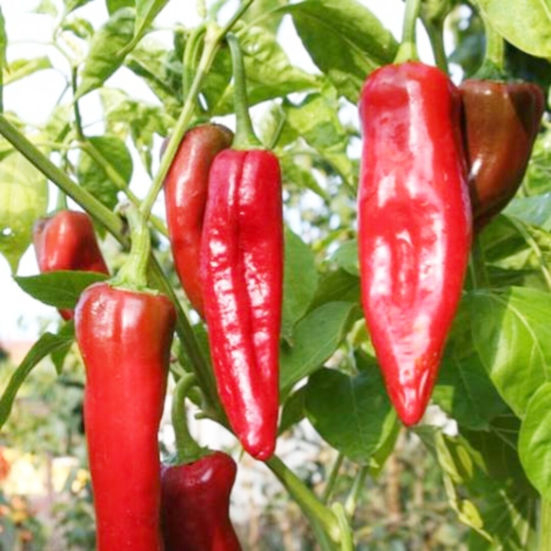 25+ BIG JIM HOT PEPPER SEEDS| NUMEX pepper| VEGETABLE culinary SALSA |
