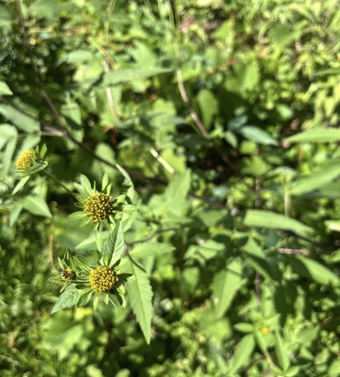 Purple Stem Sticktights BUTTERFLY🦋 NESTS Seeds – Yellow flowers💚shade