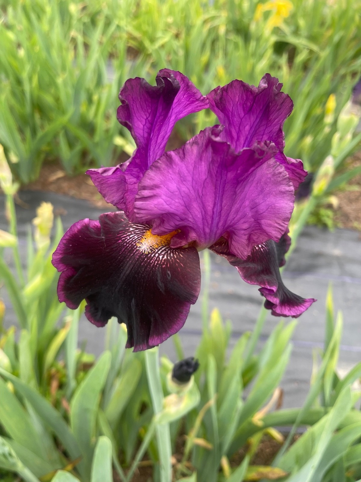 10 Fresh Dug Iris Rhizomes – Mixed Colors & Varieties