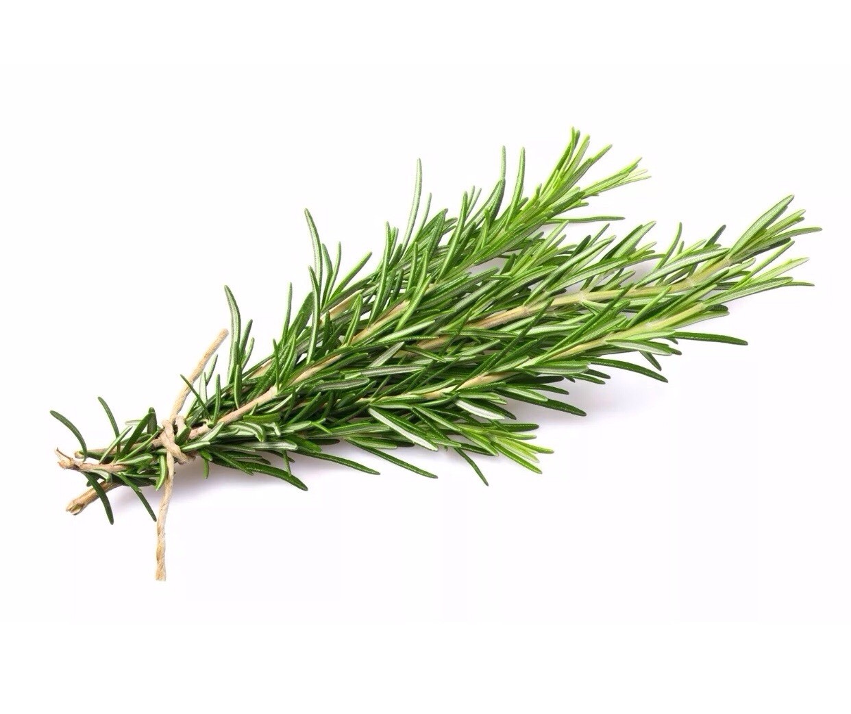 Rosemary Seeds | Heirloom | Non-GMO | 125 mg (approx 50 Seeds)
