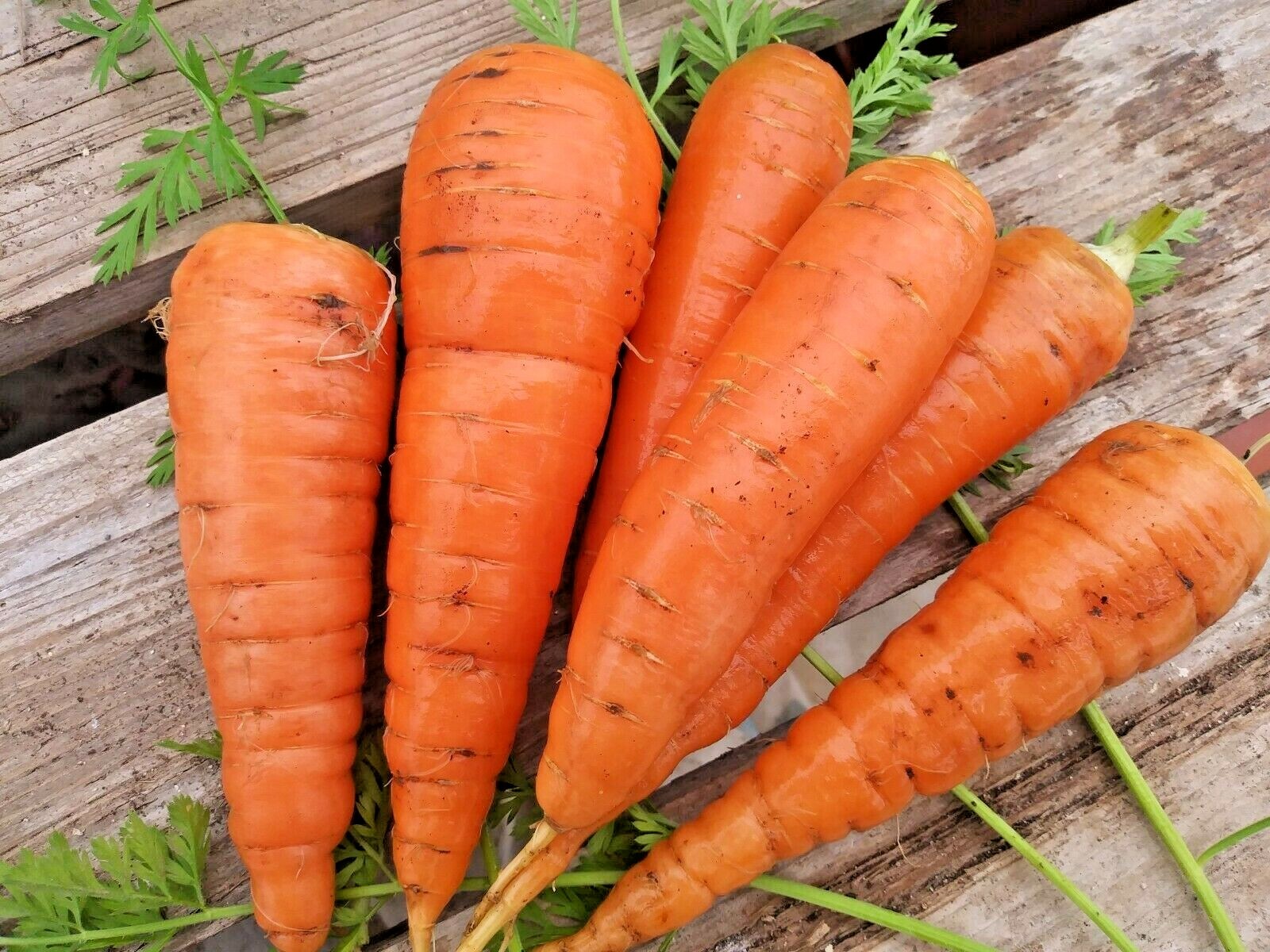 401+DANVERS CARROT Seeds Organic Heirloom Vegetable Garden Container Heavy Soils