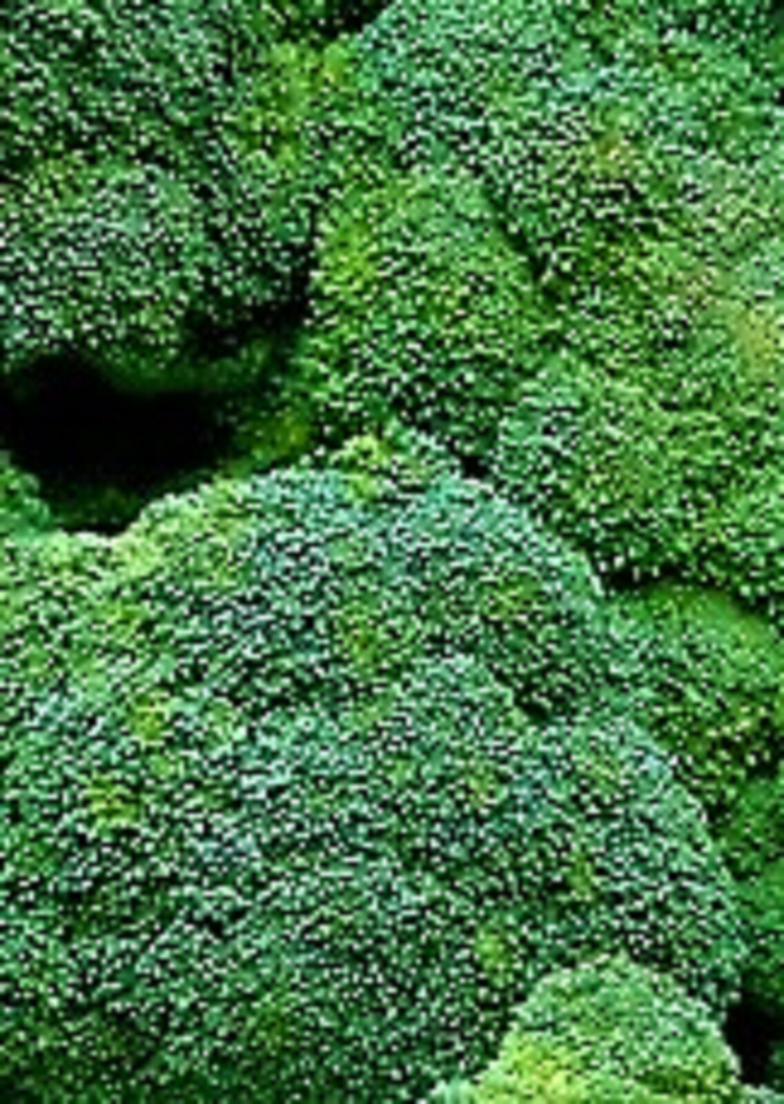 Waltham 29 Broccoli Seeds 500+ SEEDS NON-GMO –BUY 4 ITEMS FREE SHIPPING