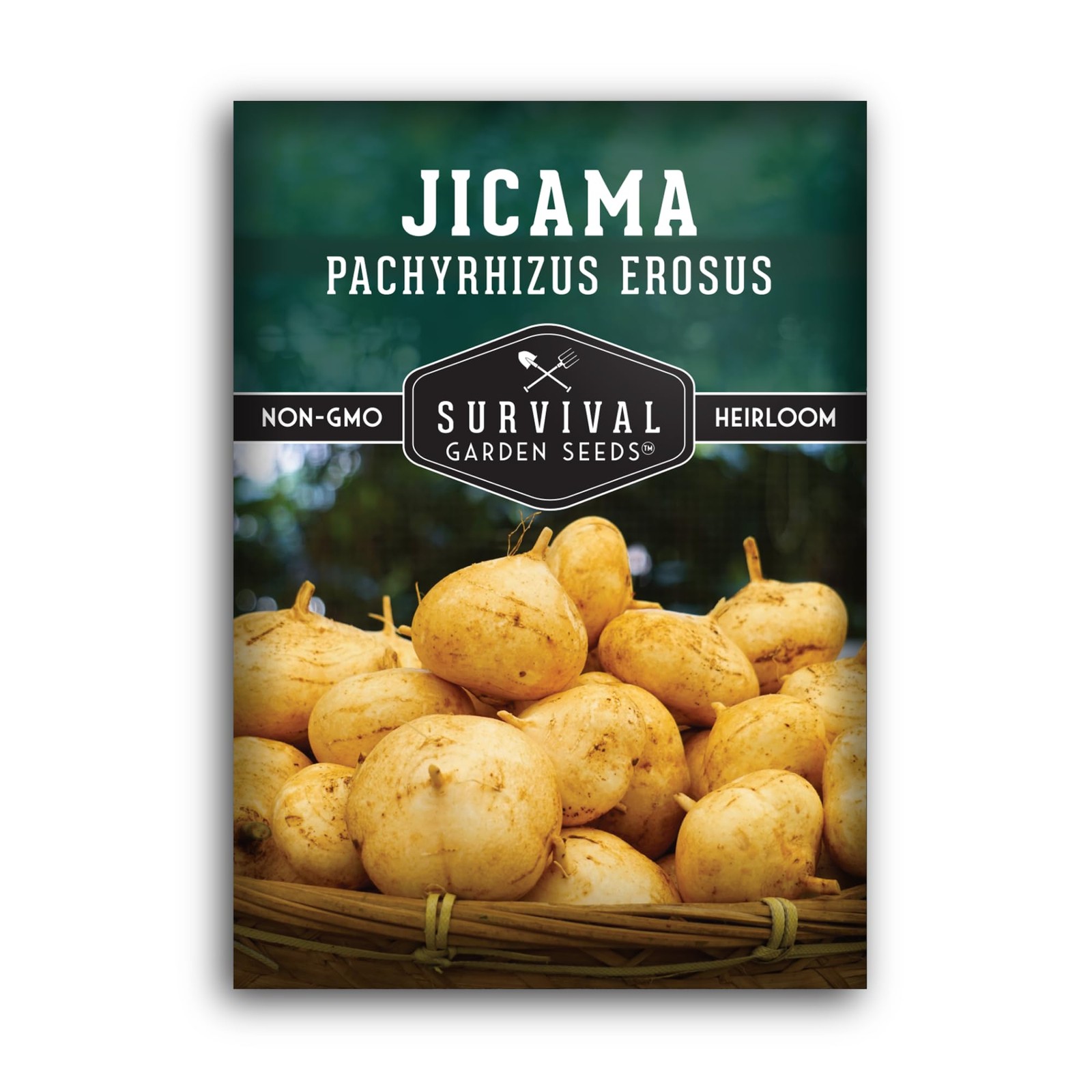 Jicama Seeds for Planting – True Jicama (Pachyrhizus erosus) Mexican Turnip o…