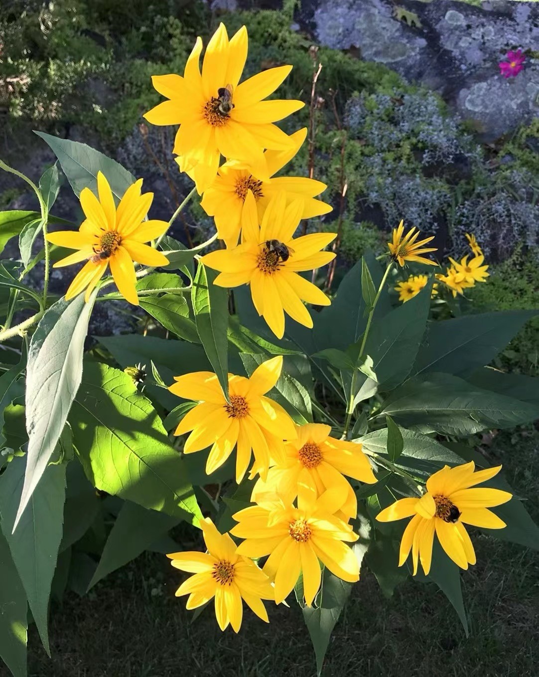 Jerusalem Artichoke (Helianthus tubersosus) Live Plant, Earth Apple, Sunchoke洋姜