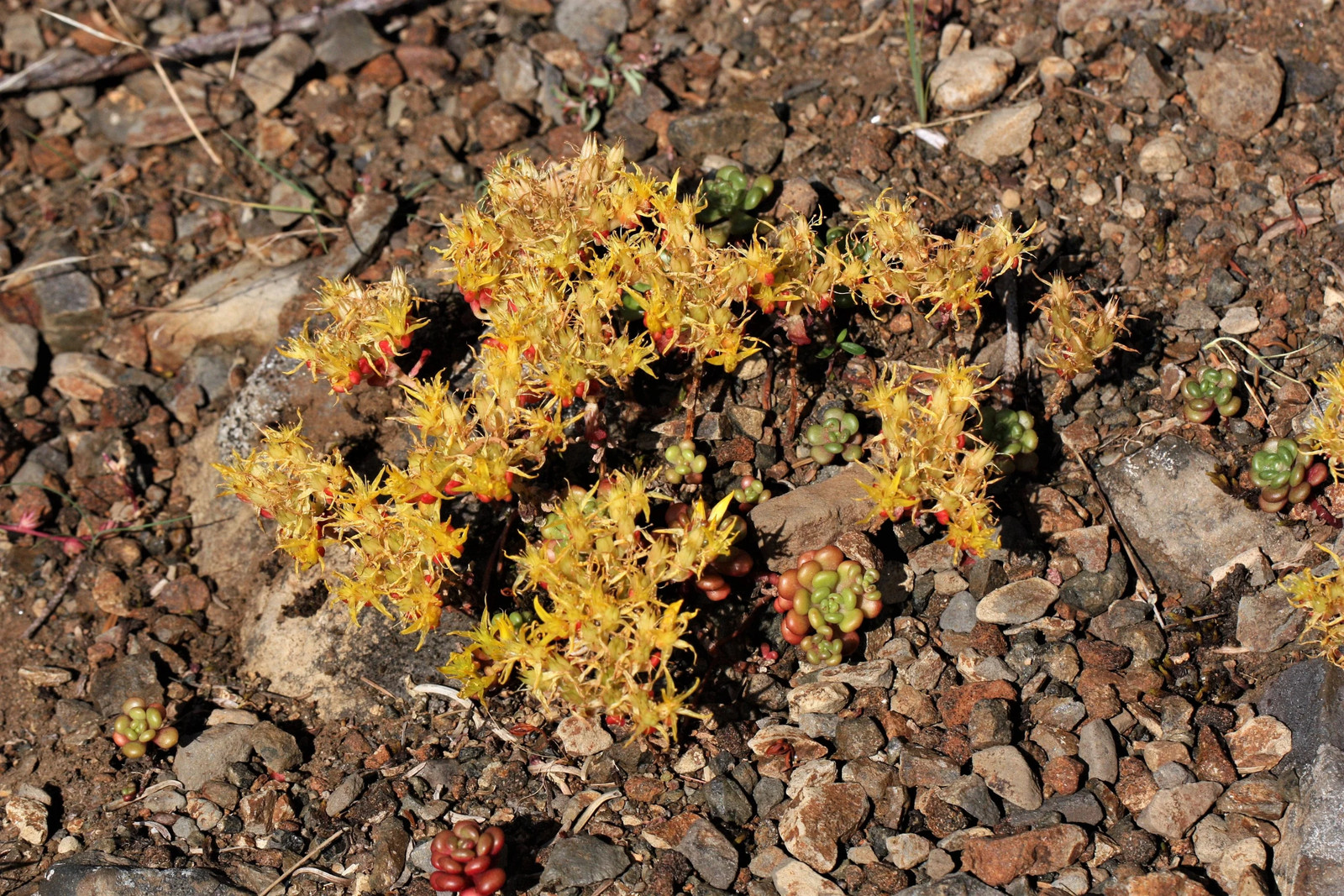 50 OREGON STONECROP Sedum Oreganum Bronze Orange Red Native Yellow Flower Seeds