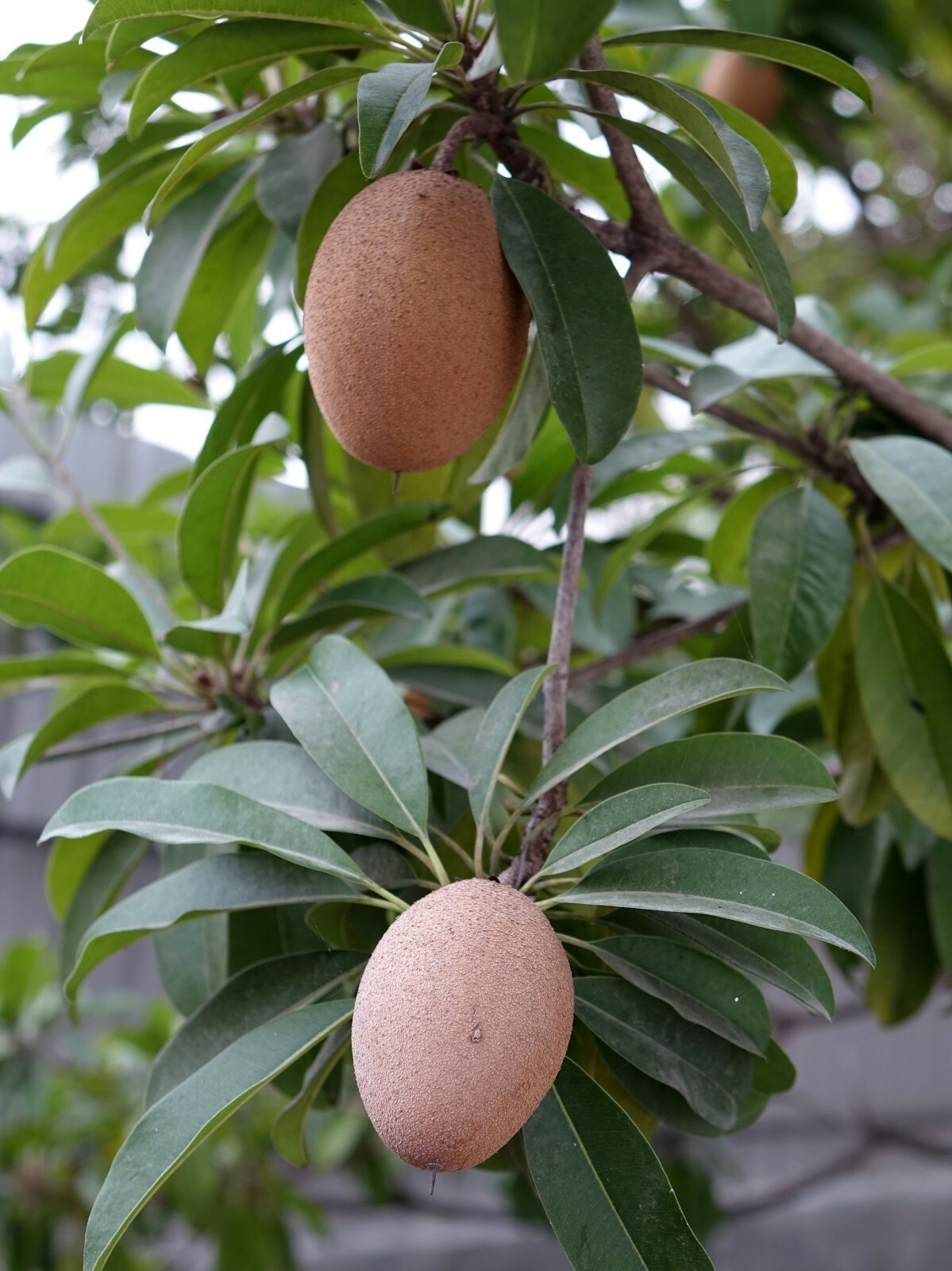 Manilkara zapota Chicle Tropical Tree 5 Seeds Chewing Gum Plant! Sapodilla