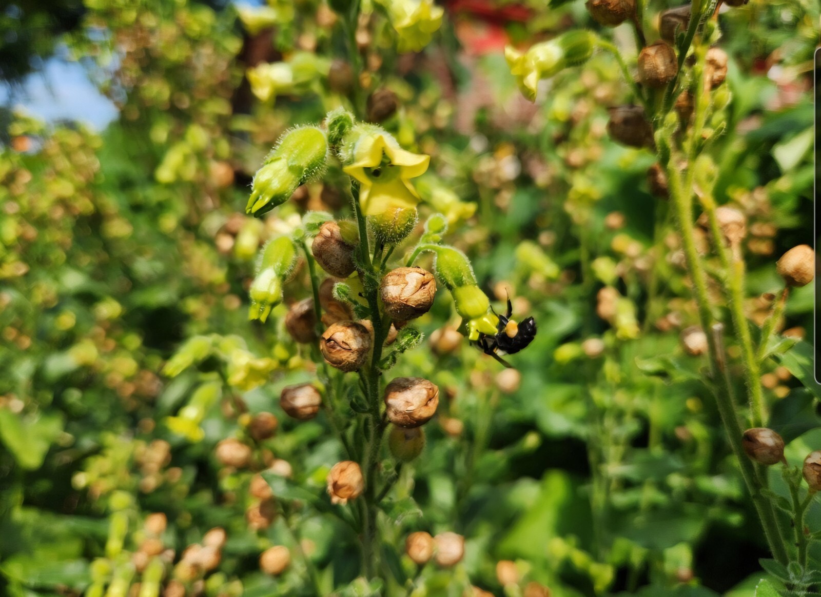 Nicotiana Rustica (Aztec) Seeds