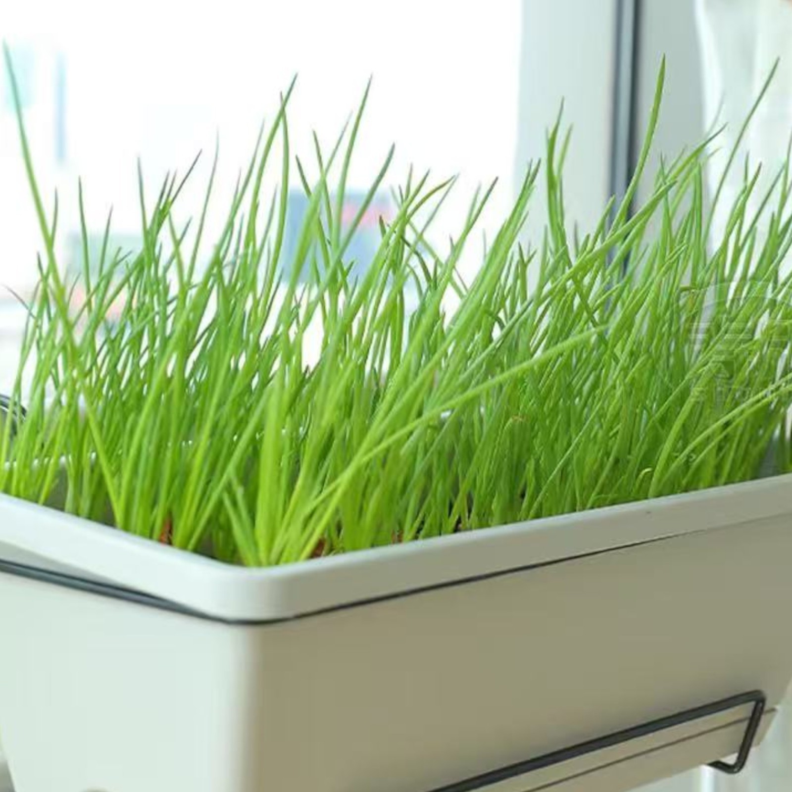 1000 Green Onion Seeds – Easy-to-Grow Scallions for Kitchen Garden or Containers