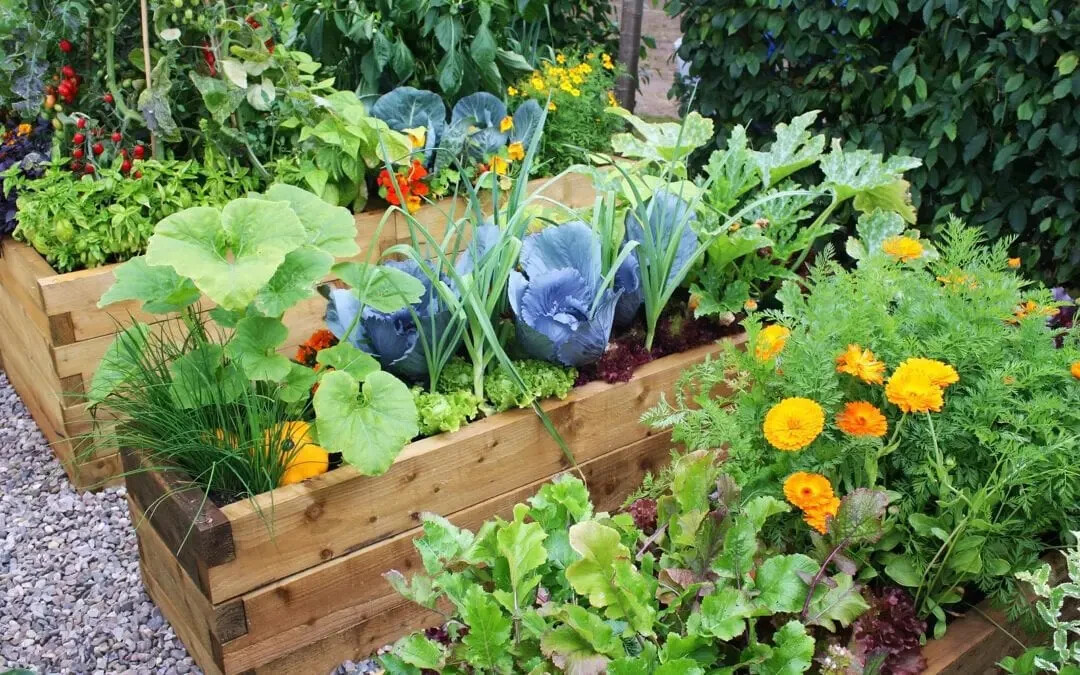 Green Calabrese Broccoli ORGANIC NON-GMO open pollinated garden planting!