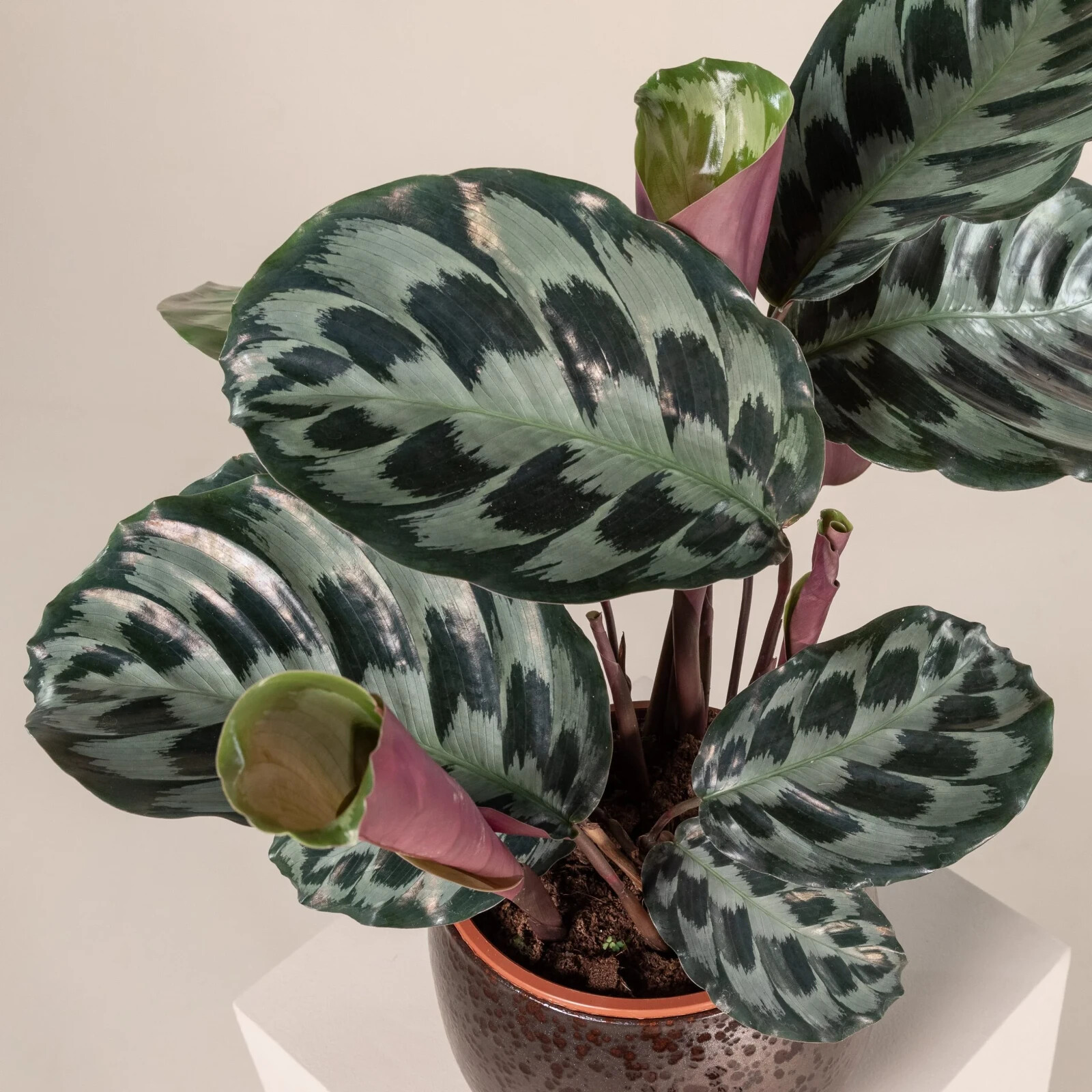 25+ Helen Kennedy Calathea Seeds for Garden Planting – USA – FREE SHIPPING!