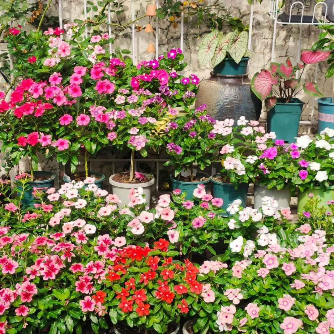 Madagascar Periwinkle Seeds for Planting, 1000Pcs Rare Perennial Periwinkle Flow