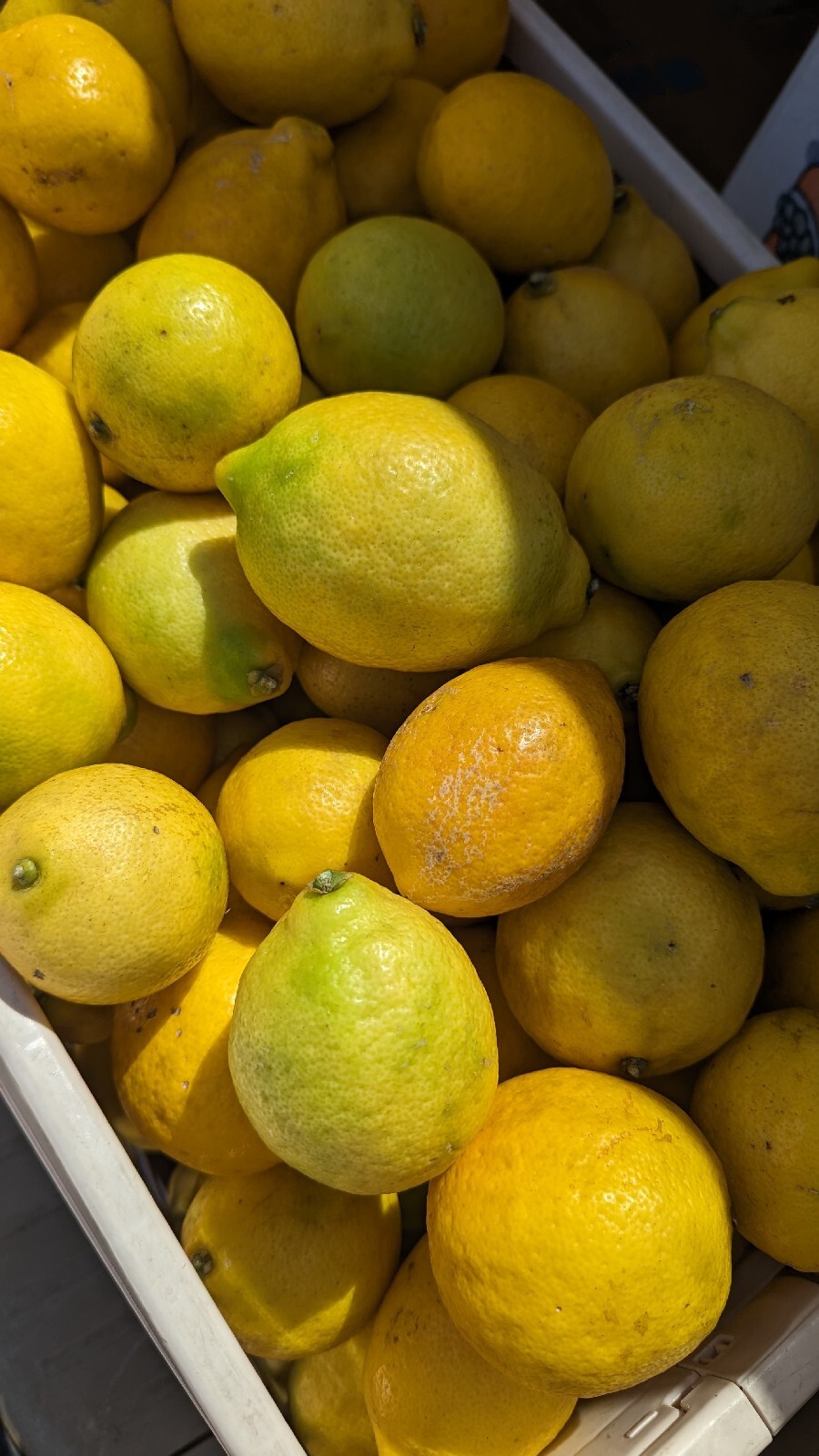 5 Pound Organic Lemons Freshly Harvested Temecula CA Non-GMO Unsprayed unwaxed