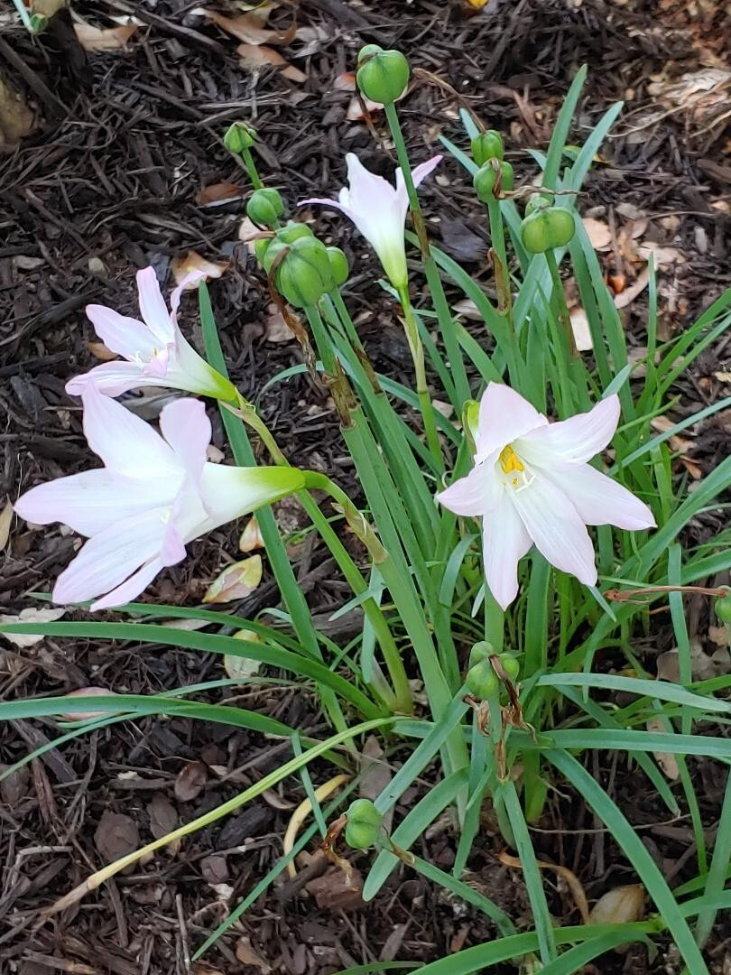 White/Pink RAIN LILY SEEDS – 200 Seeds!
