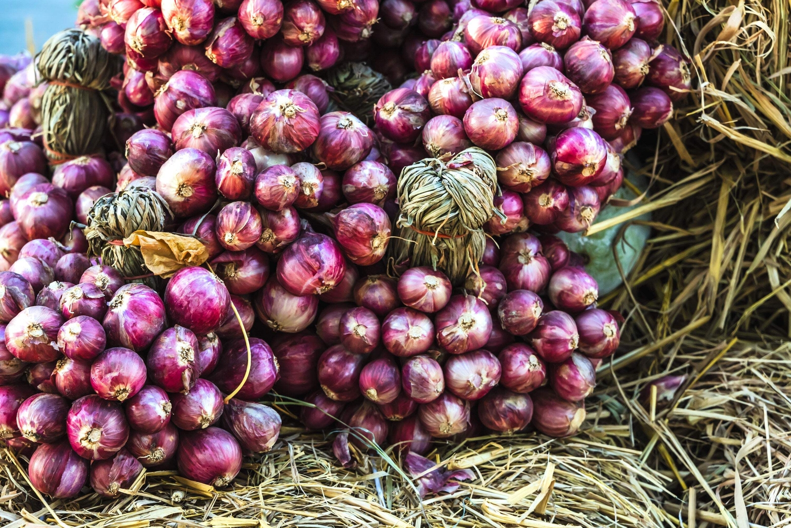 100 SCARLET BANDIT BUNCHING ONION Red Allium Cepa Vegetable Seeds