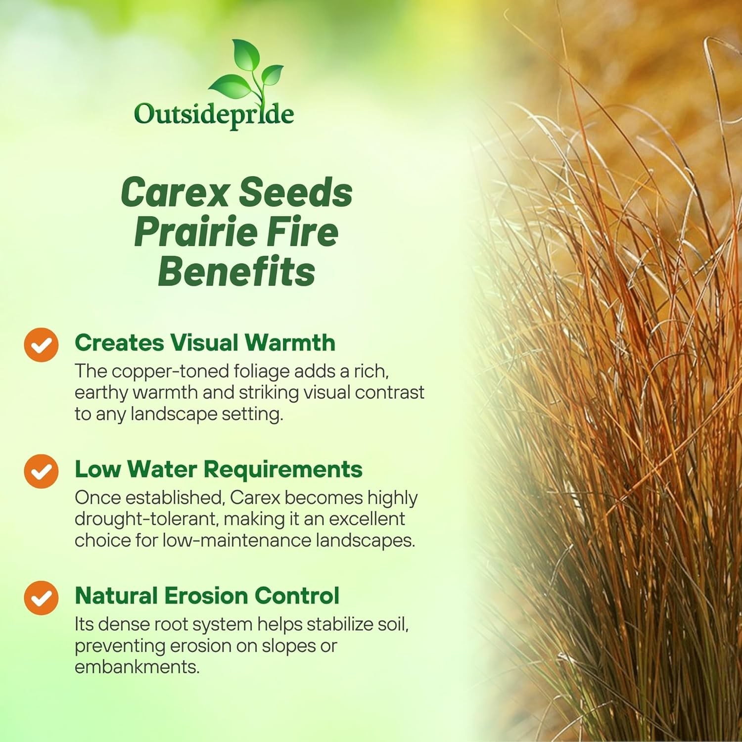 200 Seeds Carex Seed – Orange Sedge Ornamental Grass Seeds