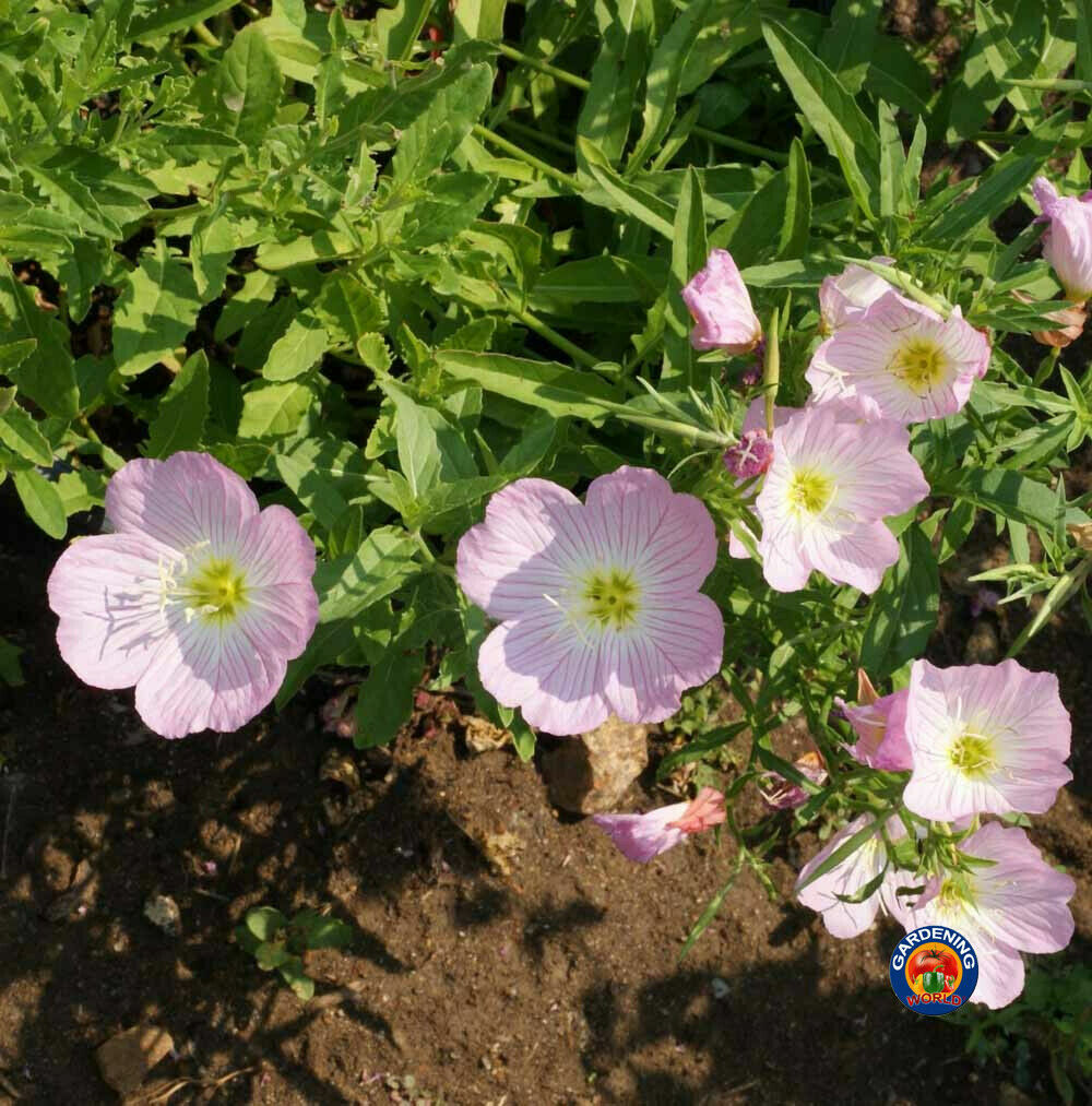 Evening Primrose Pink Ladies Flower Seeds Speciosa (1000 to 100,000 SEEDS)