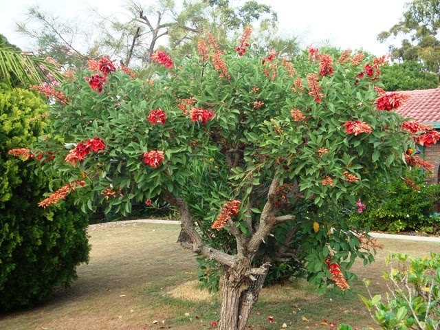 Coral Tree, Erythrina corallodendron, Tree Seeds