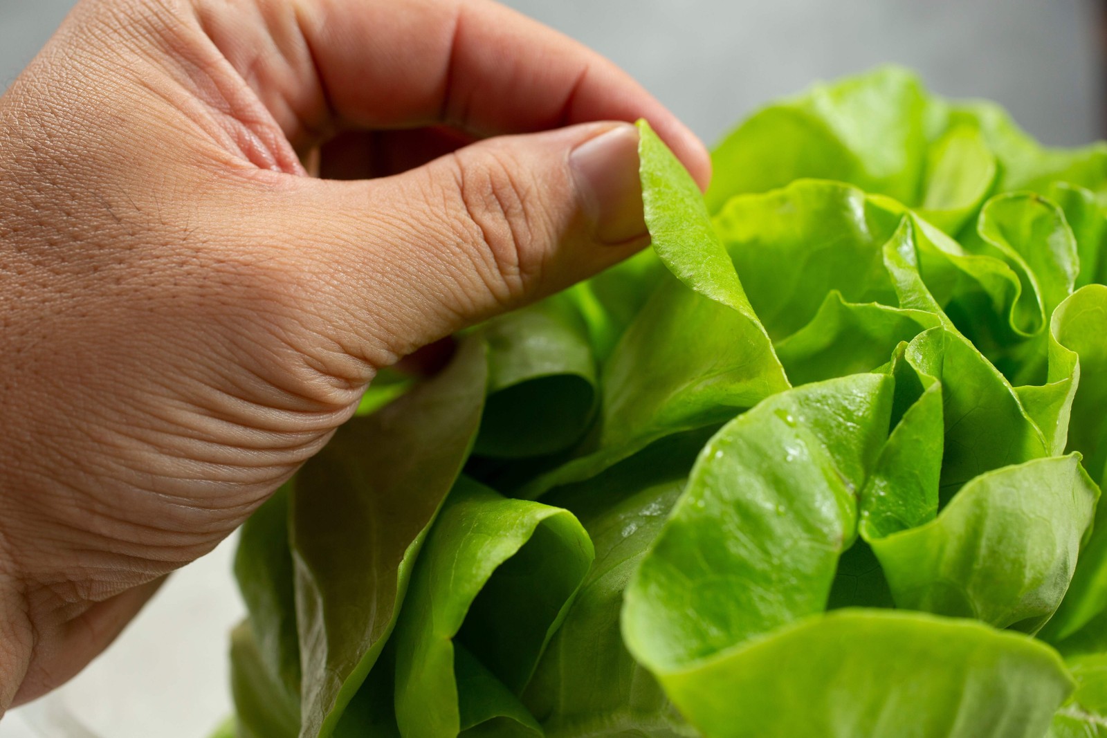 2000 BIBB LETTUCE (Limestone Lettuce) Lactuca Sativa Vegetable Seeds