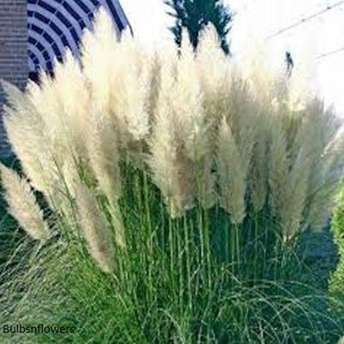 White Pampas Grass 2 Pack 10″ Tall Perennial Accent Plant in 1 Qt Pot