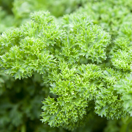 400 TRIPLE CURLED PARSLEY SEEDS FRESH HARVEST FOR GARDENS