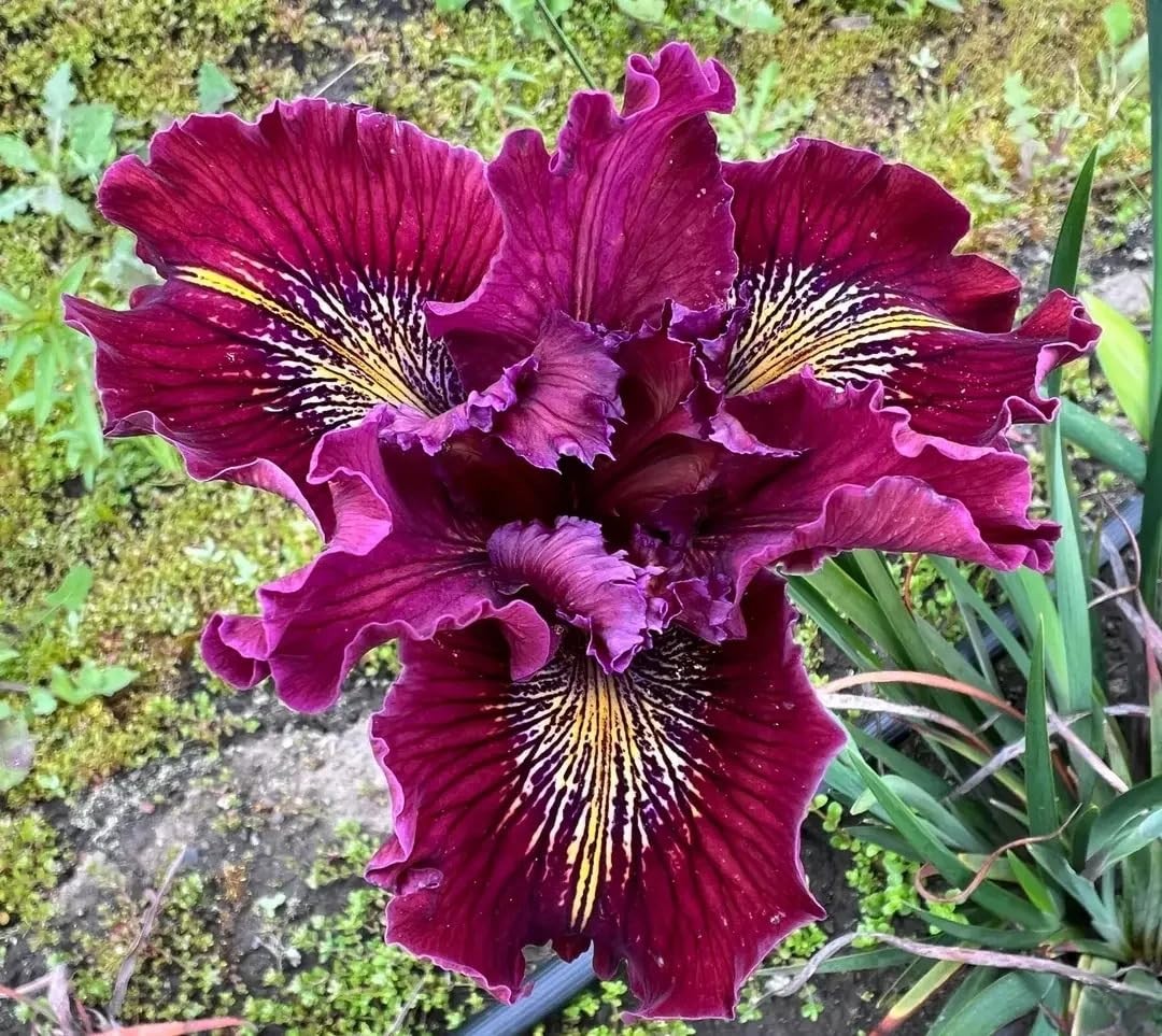 200+ Mixed Iris Flower Seeds – Rare & Beautiful Heirloom Varieties, Perennial…