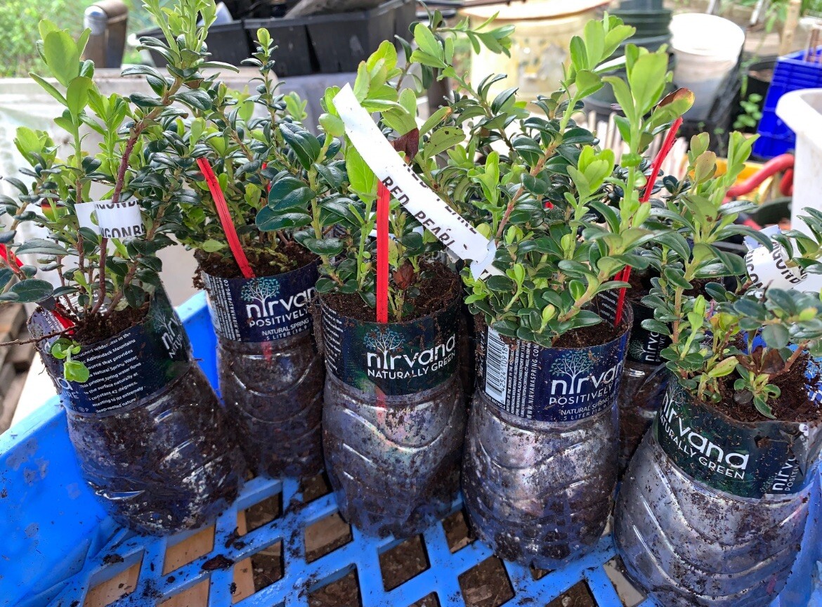 Linnea Lingonberry plant, well rooted plant 2-4 inches tall