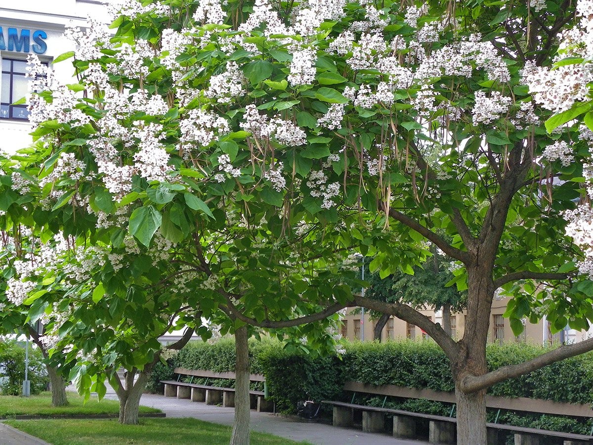 Catalpa Bignonioides aka Southern Catalpa 10 Seeds Free Shipping!