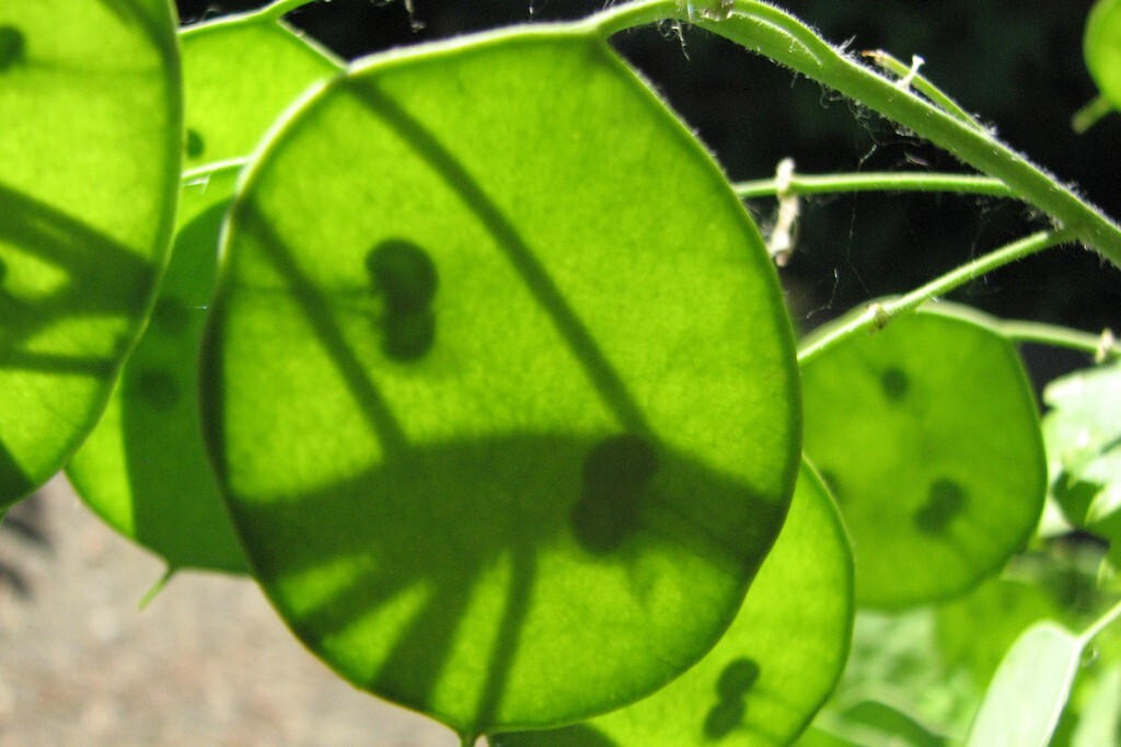 15 Lunaria Annua Seeds Brassicaceae Honesty Silver Dollar Money Plant Seeds