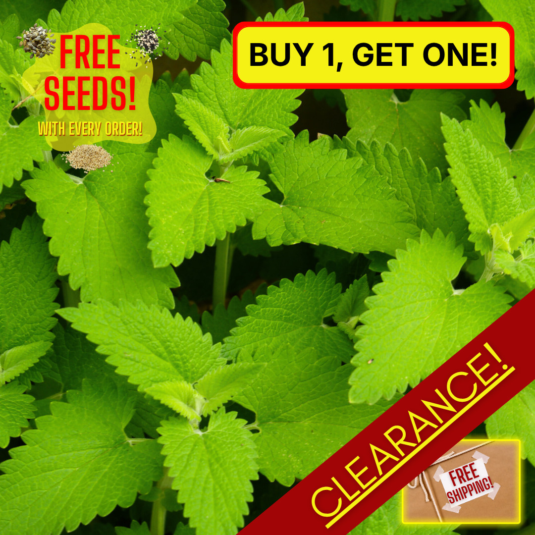 Fresh Premium Catnip Herb Seeds | Catmint | Heirloom Non-GMO | Herb Seeds