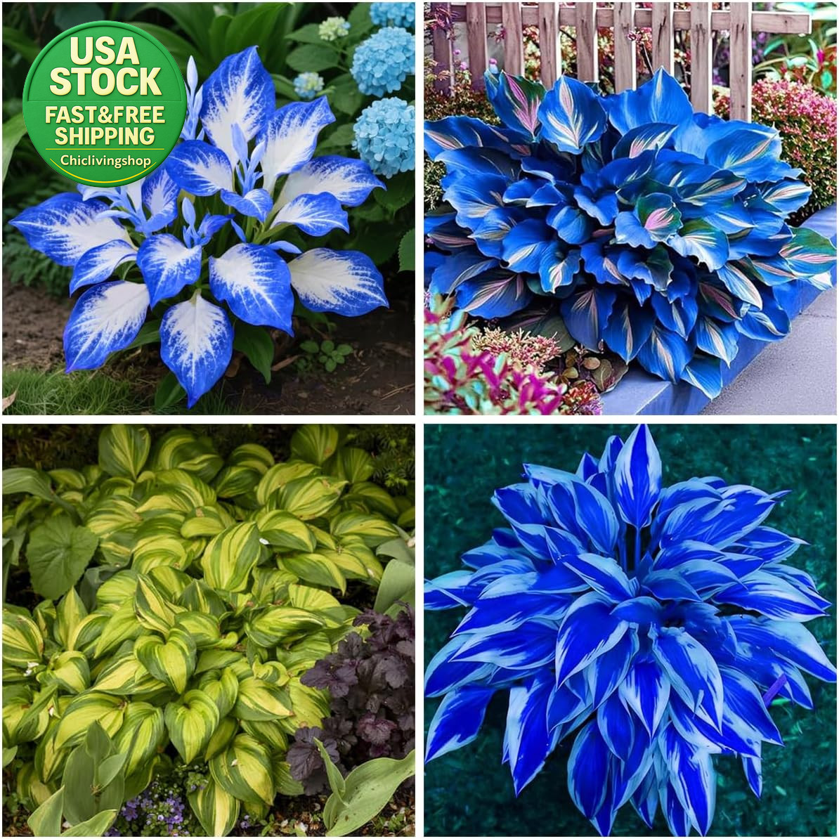 207 Hosta Seeds Variegated Perennial Giant Low Maintenance Shade Plants