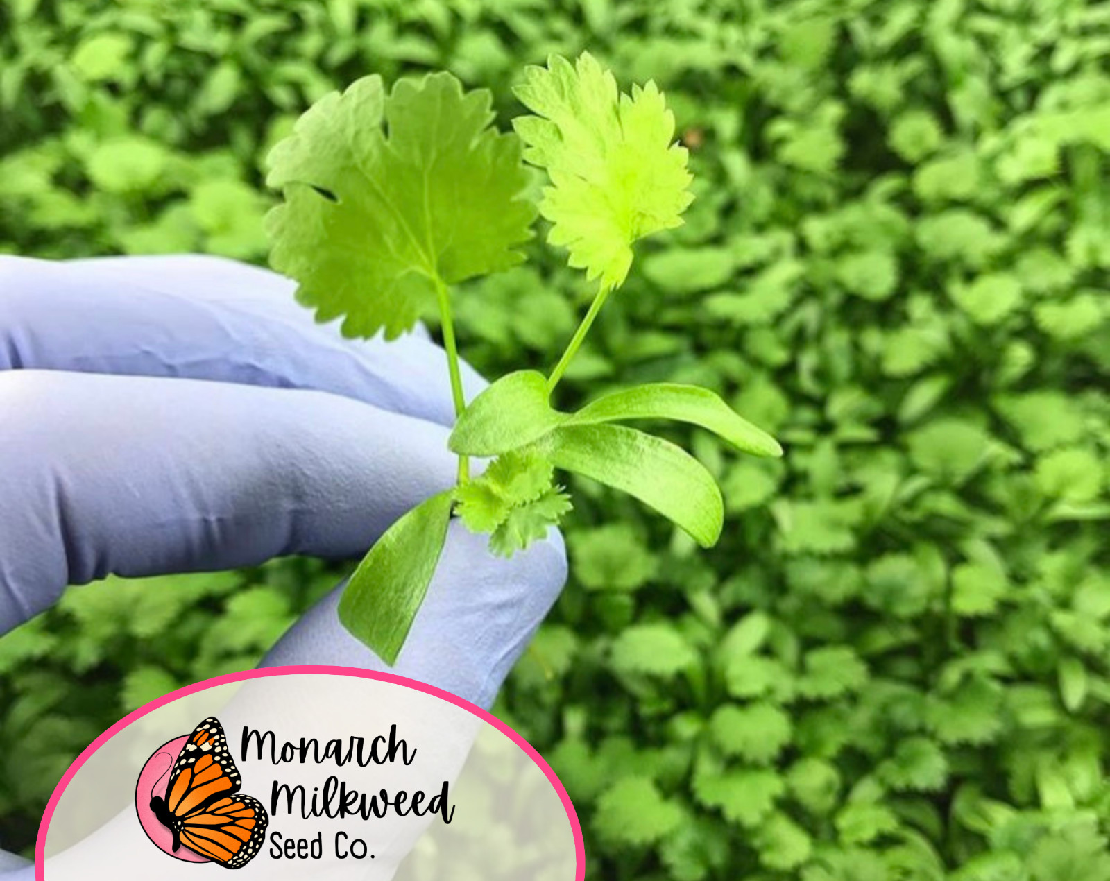775+ Cilantro Seeds | Heirloom, Non-GMO, Vegetable Gardening Herb Seeds, USA