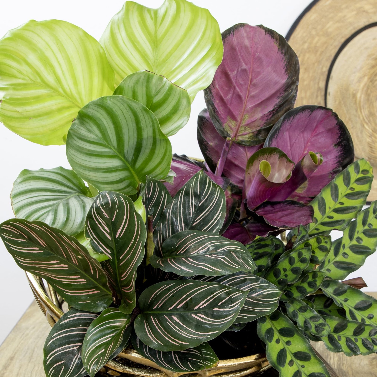 Calathea Prayer Plants Live House Plants 4pk Pet Friendly Indoor Plants Prayer