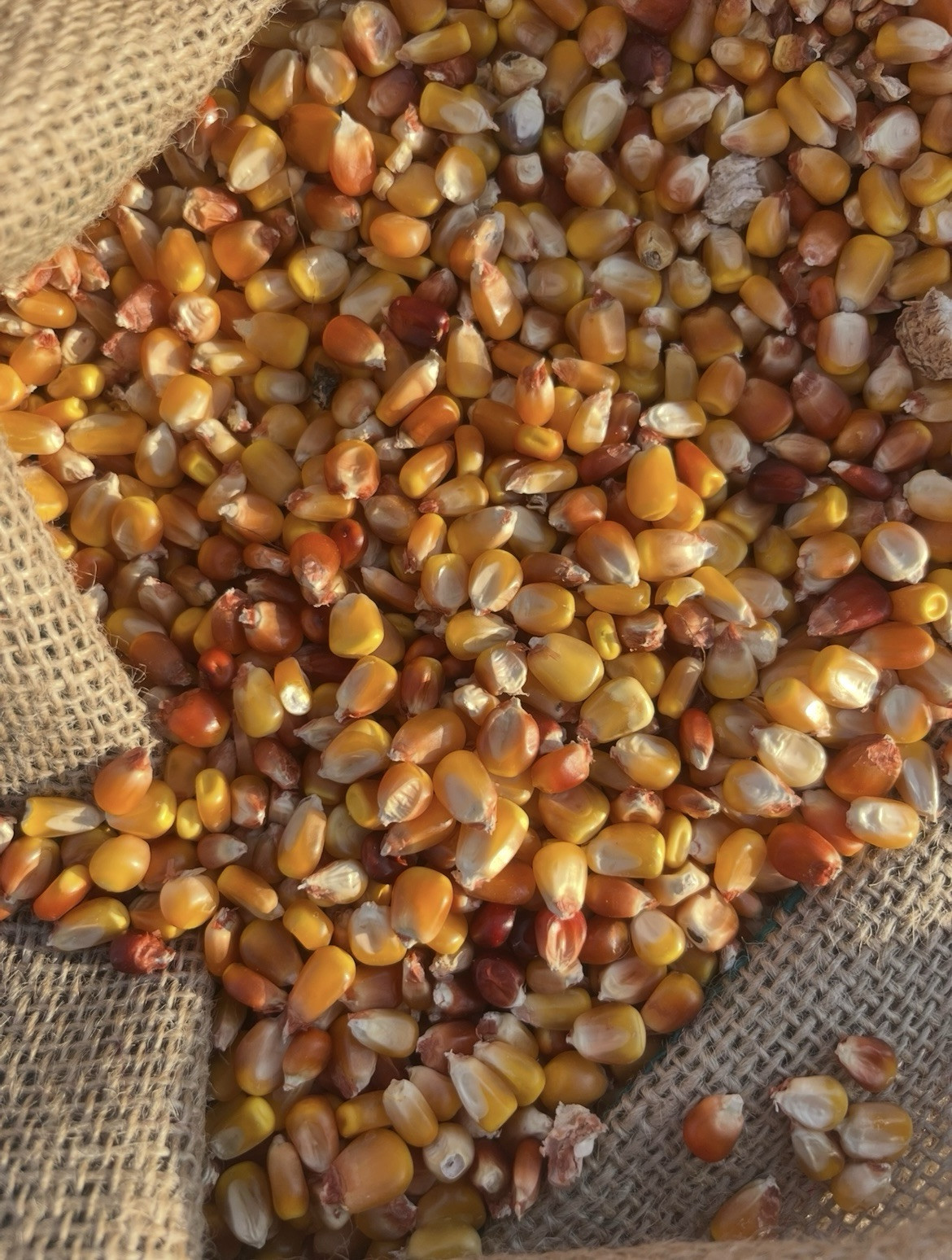Wapsie Valley Seed Corn 5 Pounds