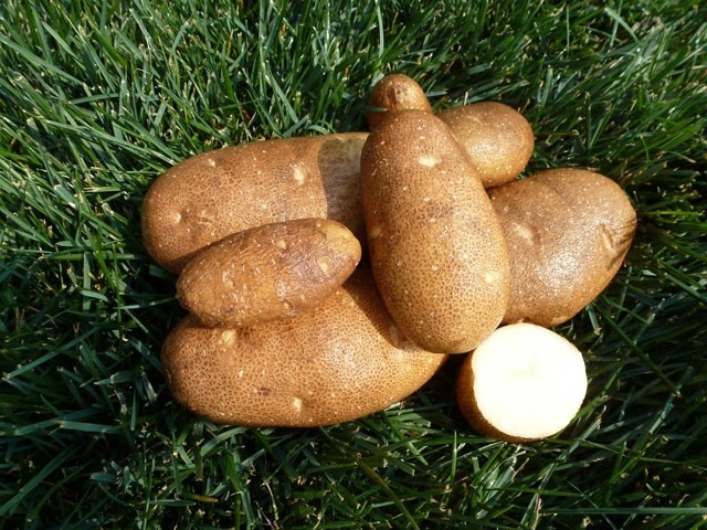 50 TPS True Potato Seeds Russet Yellow ORGANIC mix Potatoes Berry Bred in USA