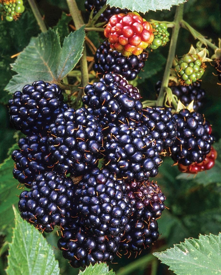 200 NonGMO Blackberry Seeds for Garden Planting Sweet, Healthy Fruit