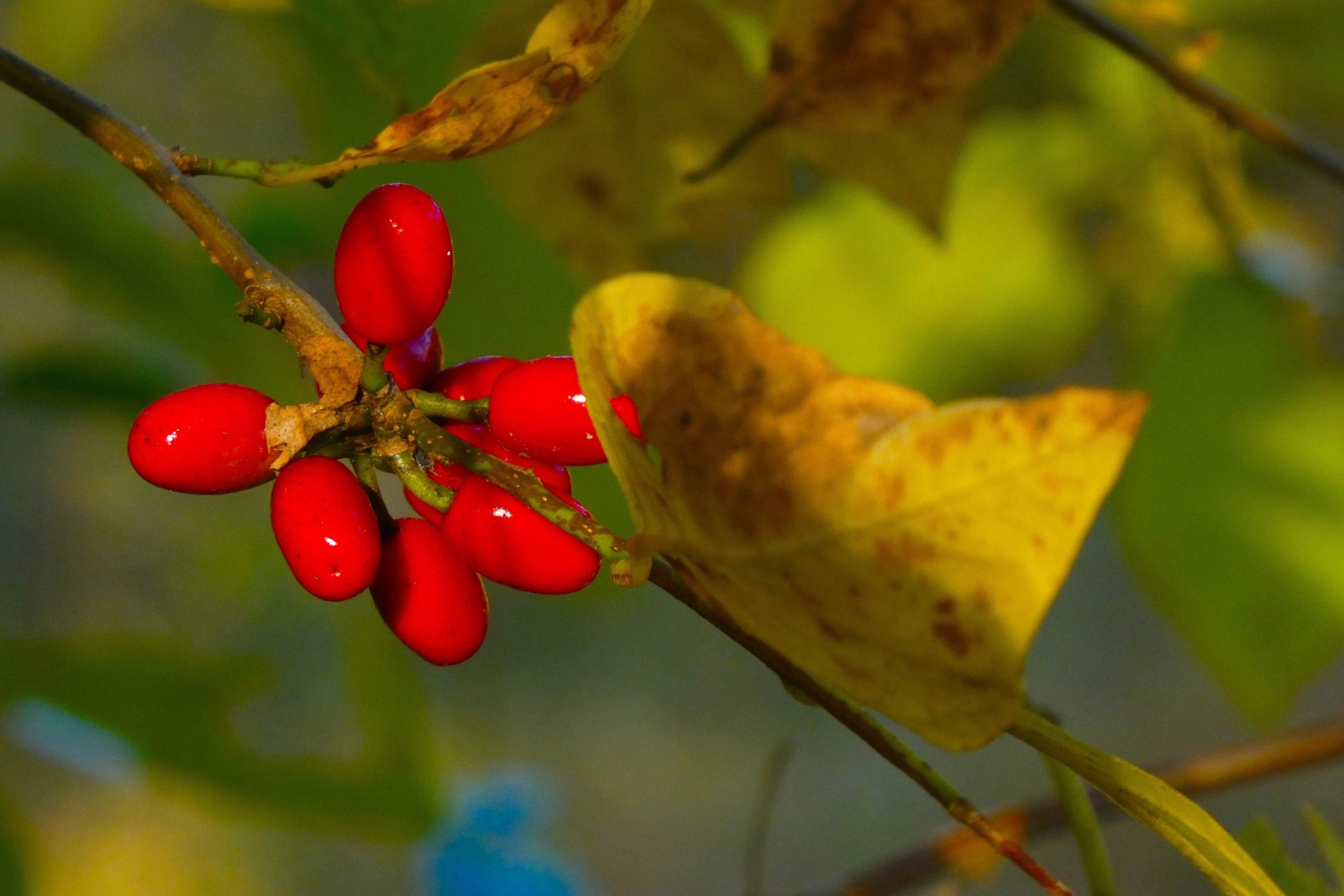 10 SPICEBUSH Wild Allspice Lindera Benzoin Spice Bush Berry Yellow Flower Seeds