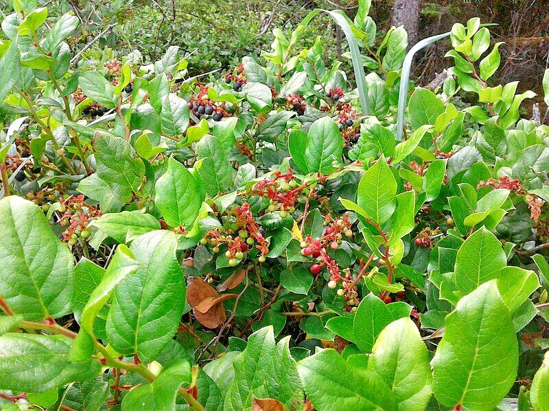SALAL 1001 SEEDS SHALON, GAULTHERIA, HARDY EVERGREEN SHRUB, EDIBLE BERRIES, BULK