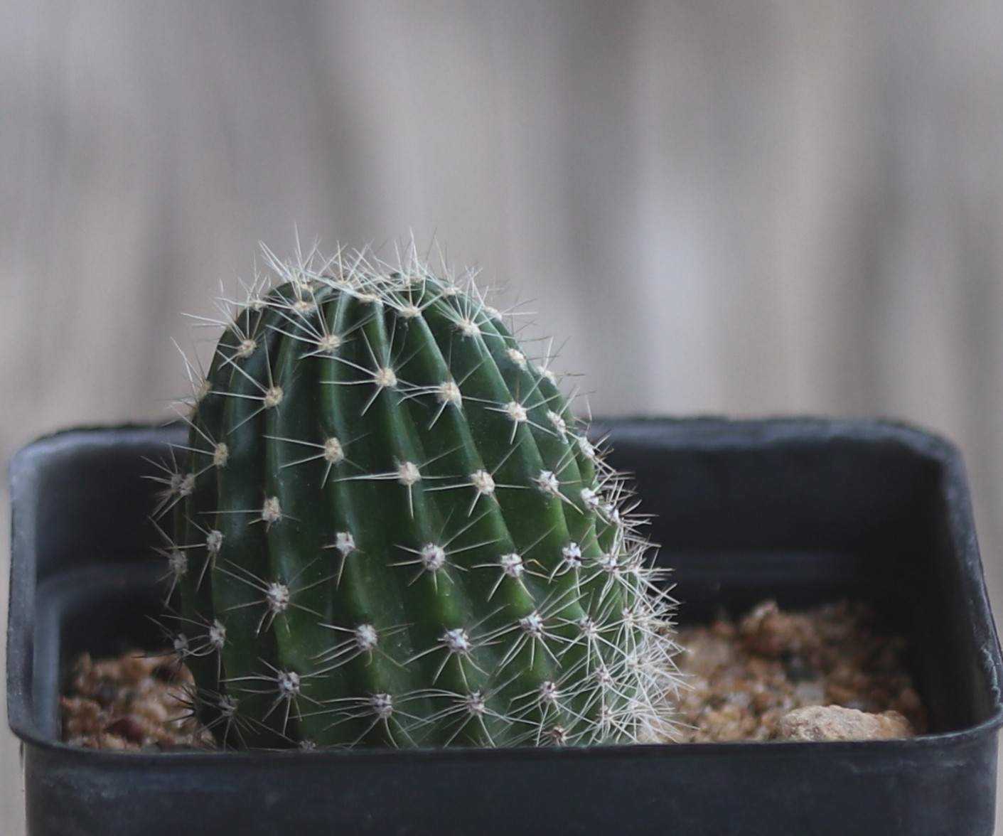 Echinopsis hybrid ‘Red 138’