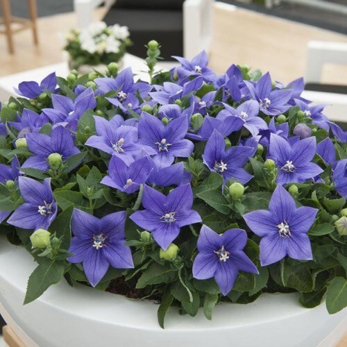 60 seeds| Blue Balloon Flower (Platycodon grandiflorus) Perennial seeds #6005