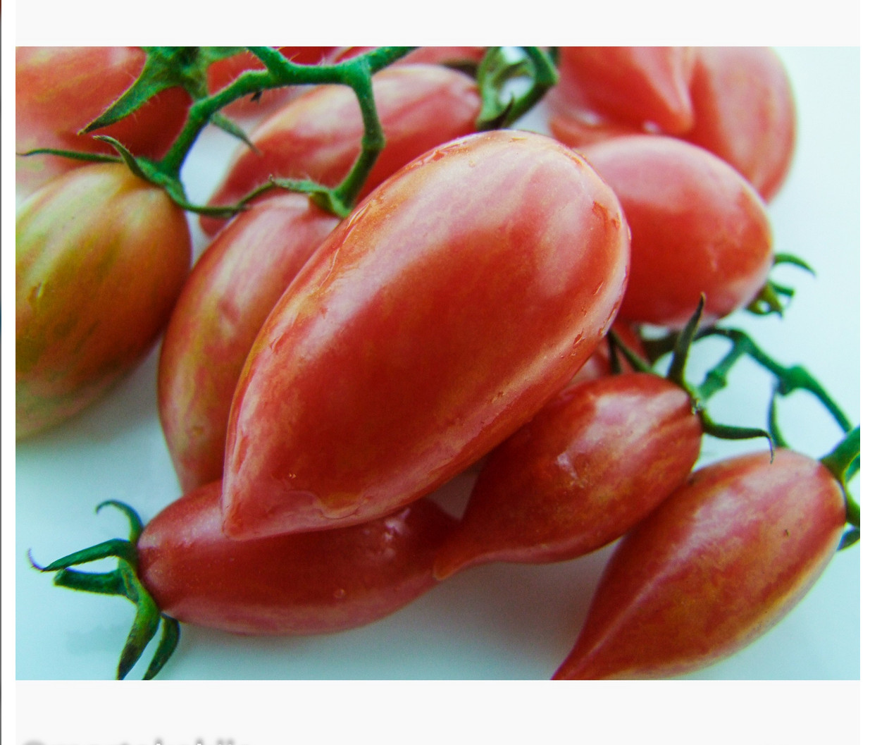 10 seeds Candy Sweet Icicle Tomato Large Cherry Rare Variety Indeterminate
