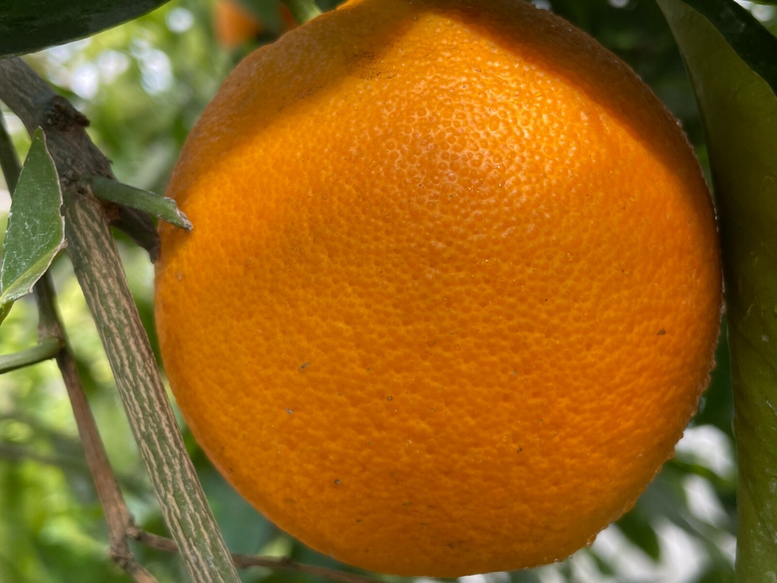 1 Ruby Valencia’ Sweet Orange Tree, Cuttings Rooted Orange Tree
