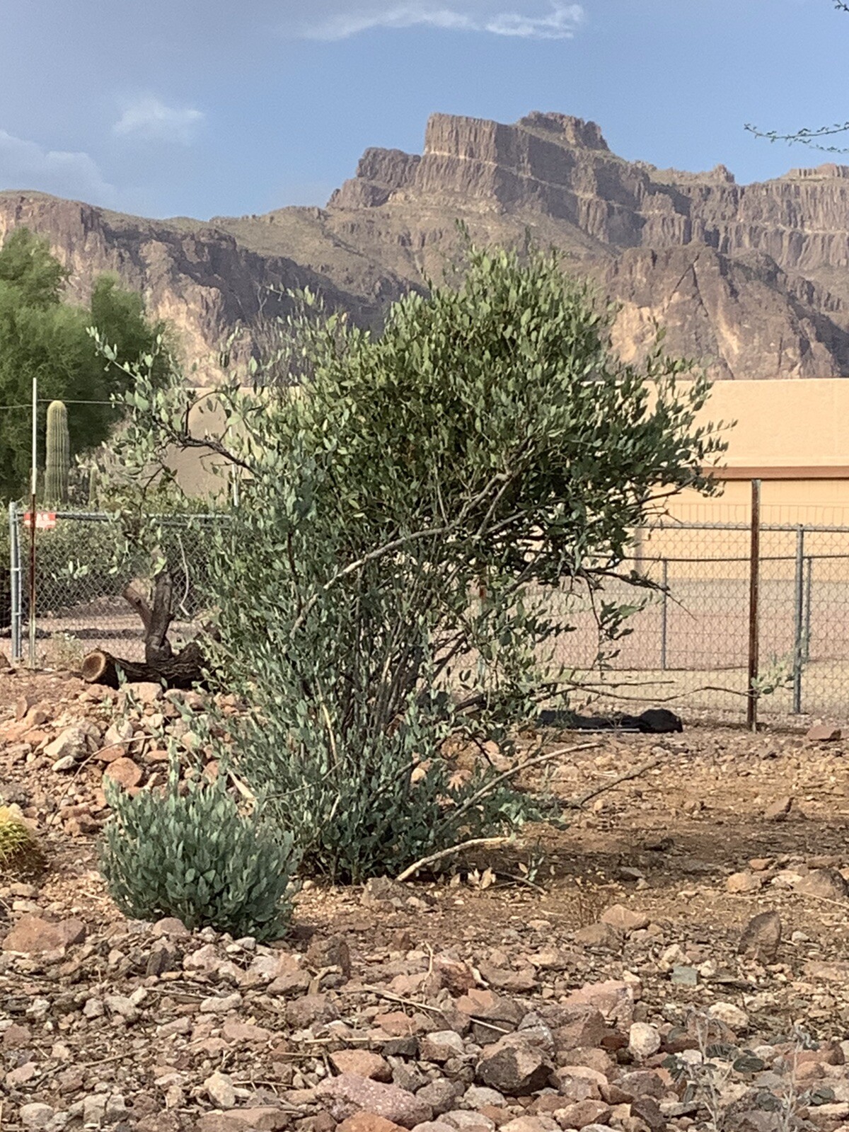 Authentic Superstition Mountain Jojoba Seed 20 count Packs