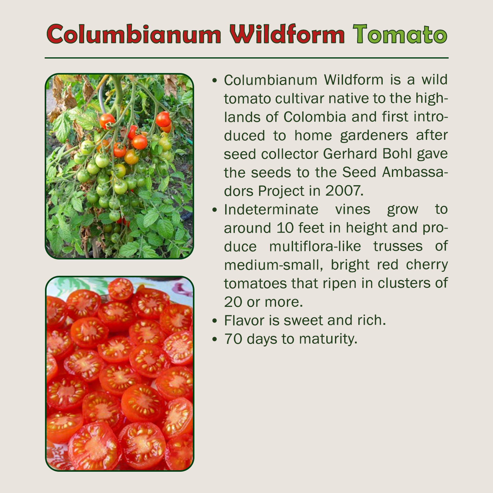 10 Columbianum Wildform Tomato Seeds, Multi-flora, Organic, Genuine USA