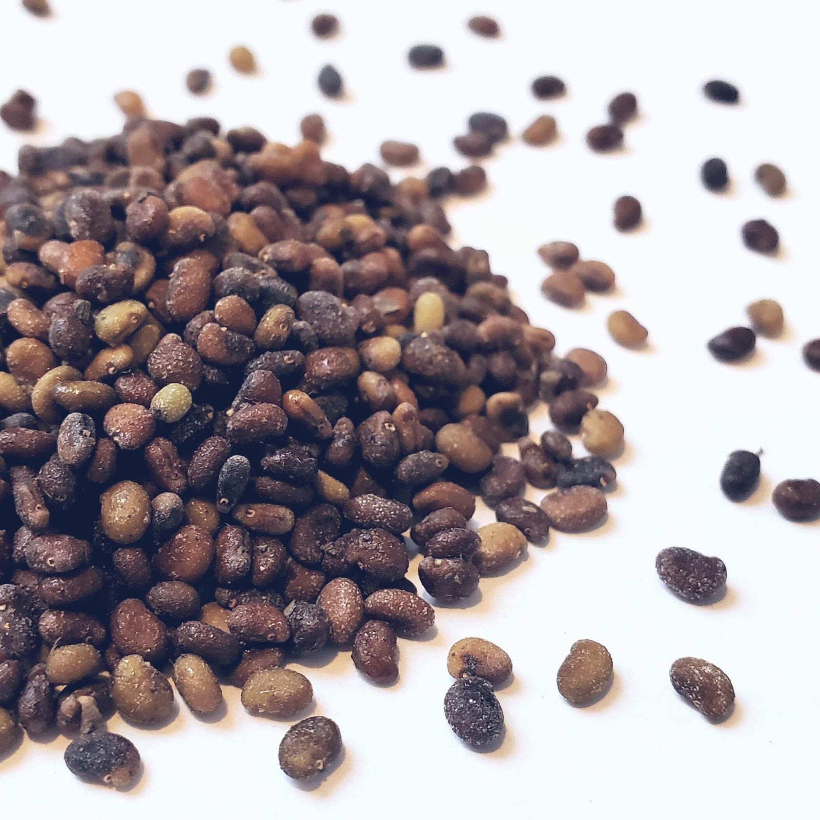 Wild White Indigo Seeds (Baptisia alba) ~Native Perennial Pollinator Garden