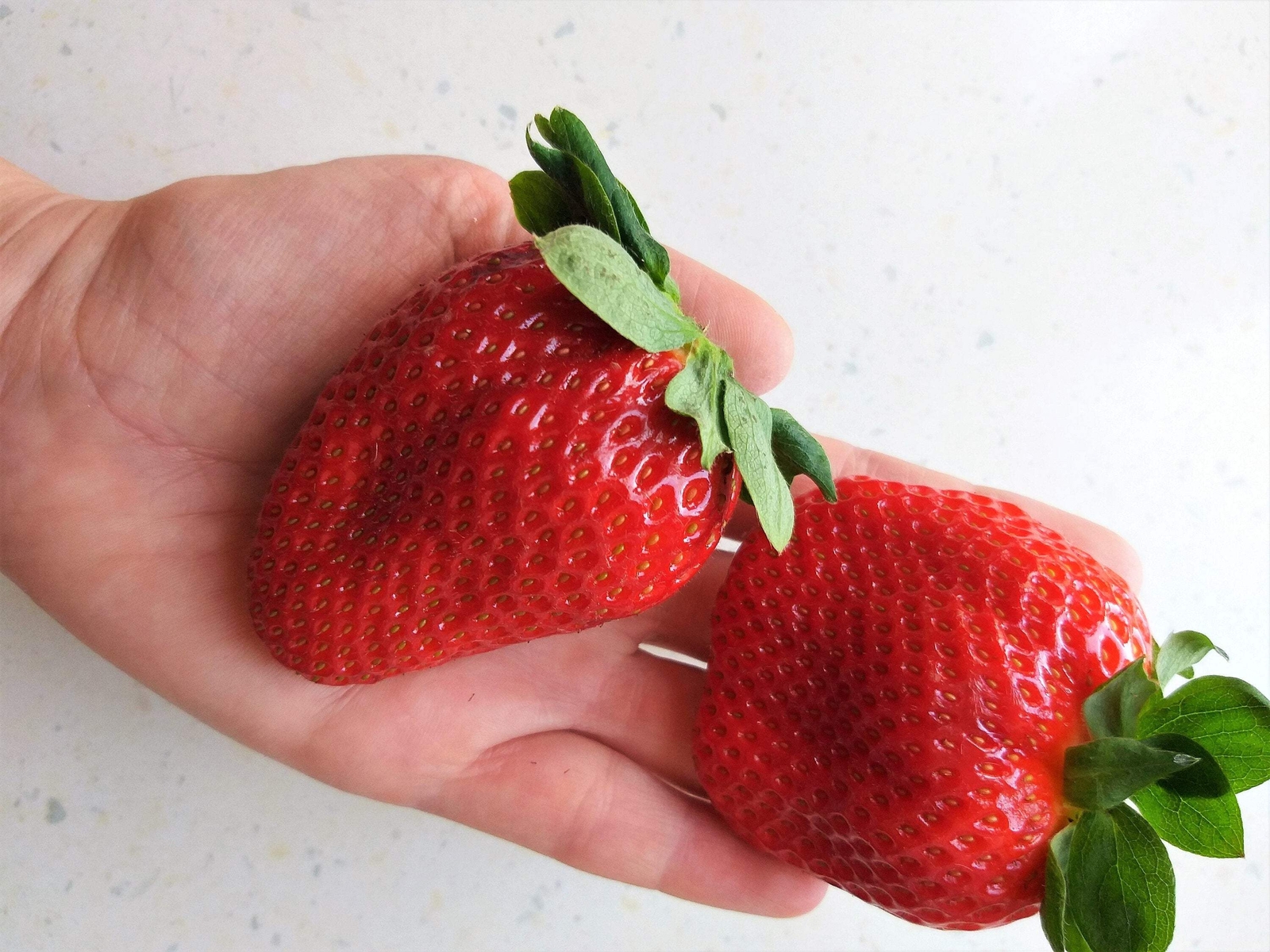 15 GIANT STRAWBERRY Fragaria JuneBearing Huge Red Berry Fruit White Flower Seeds